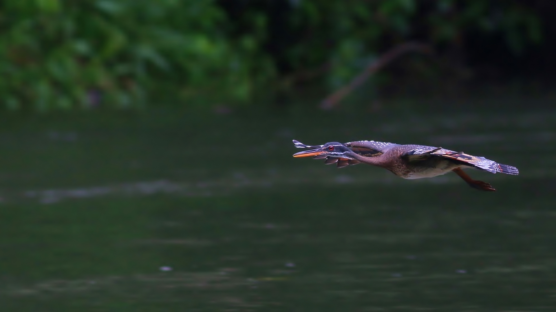 Sunbittern